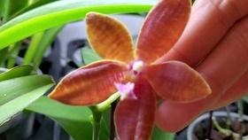 兰花姐姐爆料完整视频