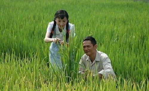 杂交水稻爆料视频完整版