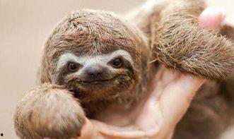 动物世界大爆料视频大全,视频大全里的惊奇瞬间