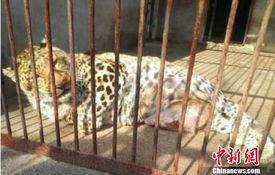 江苏动物园爆料视频大全