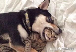 西安狗狗爆料事件视频播放,一窥宠物生活背后的故事